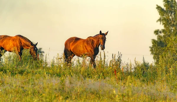 Лошади Спокойно Пасущиеся Поводка Поле Недалеко Деревни — стоковое фото