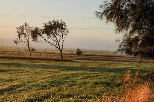 Mattina Nebbiosa Nella Campagna Australiana — Foto Stock