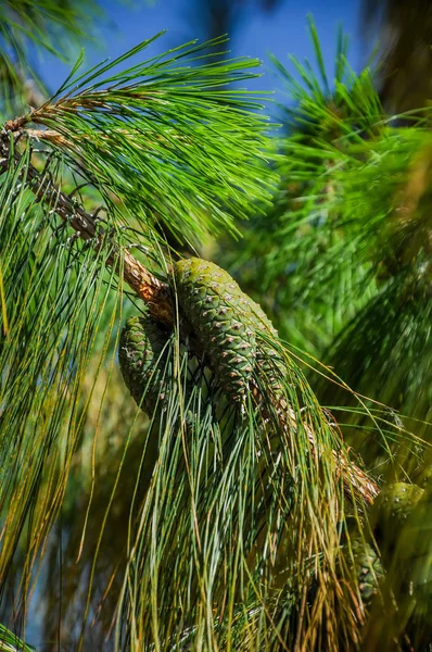 Cones Coniferous Evergreen Trees — Stock Photo, Image