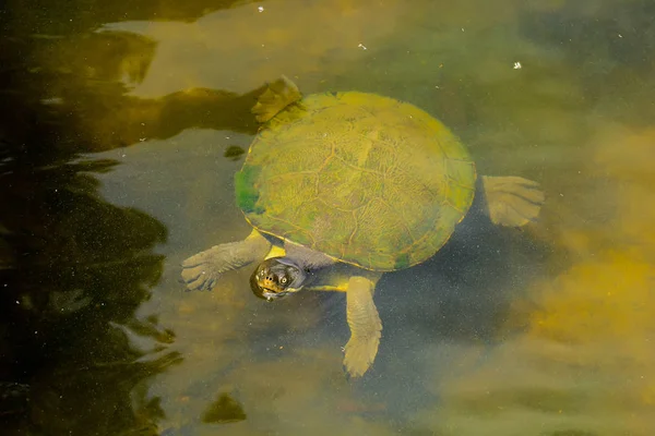 Aquatic Turtle Floating Trick Treating — Stock Photo, Image