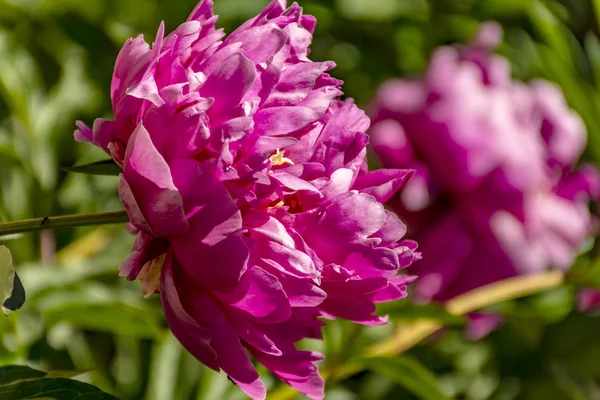 Blühende Pfingstrose Der Nähe Des Tempels — Stockfoto