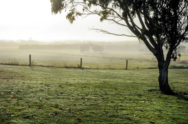 Mattinata Nebbiosa Nella Campagna Australiana — Foto Stock