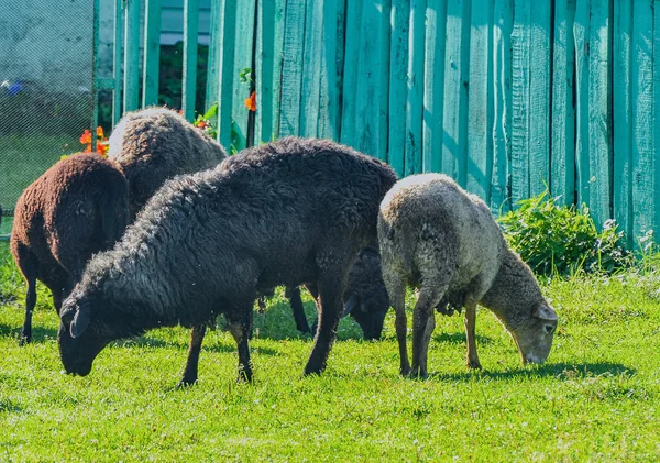 Får Bete Nära Sjön — Stockfoto