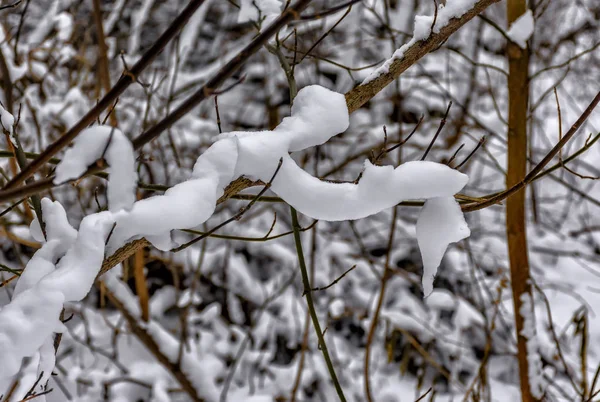 Branches Congelées Arbres Dans Parc Hiver — Photo