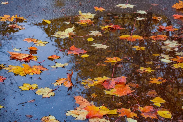 濡れ舗装の紅葉 — ストック写真
