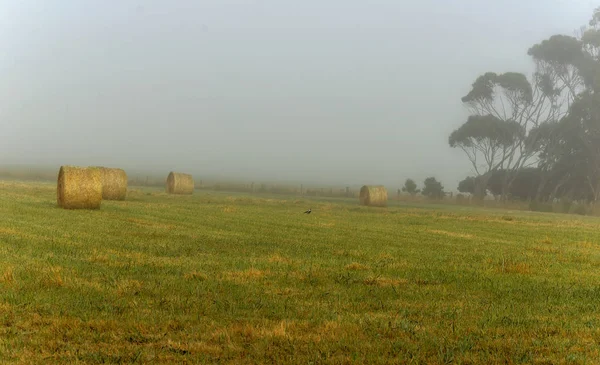 Foggy Daggry Warrnambool Australia Vakkert Morgenlys – stockfoto