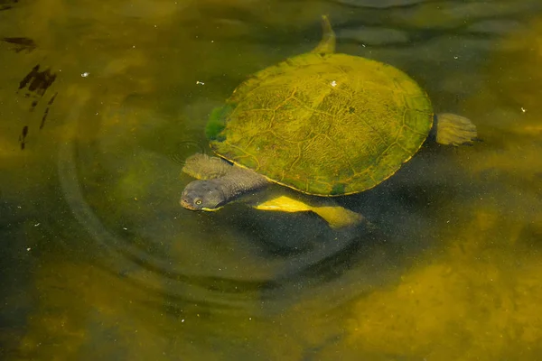 Aquatic Turtle Flytande Trick Eller Behandling — Stockfoto