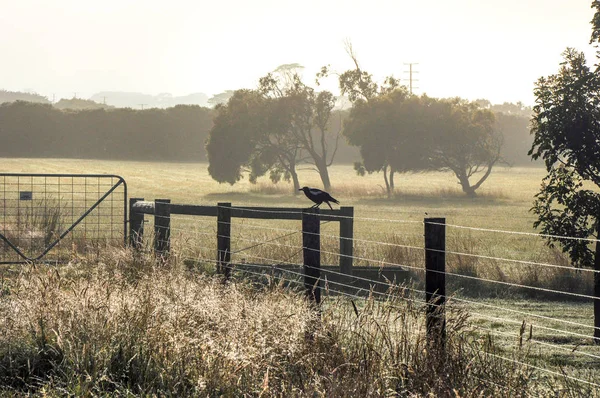 Mattinata Nebbiosa Nella Campagna Australiana — Foto Stock