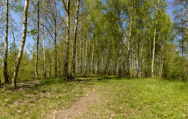 Весенняя Прогулка Реке Саблинка Ленинградской Области Саблинский Заповедник — стоковое фото