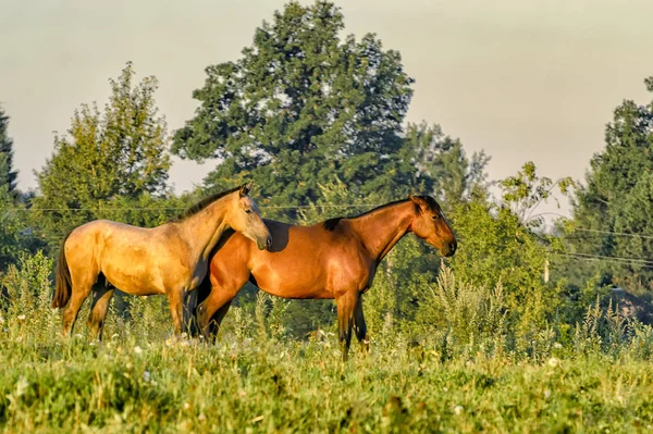 Chevaux Broutant Tranquillement Sans Laisse Dans Les Champs Près Village — Photo