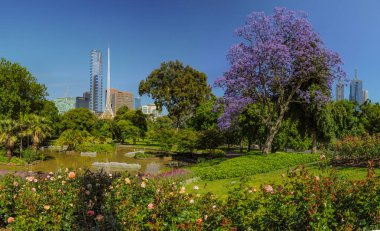 Jacaranda Kraliyet Botanik bahçeleri Melbourne içinde