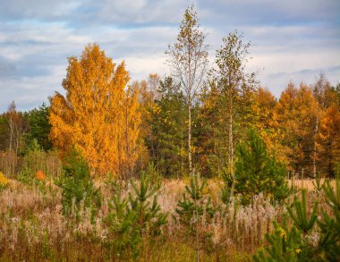 Altın sonbaharın parlak renkleri. Altın sonbahar yaprakları.