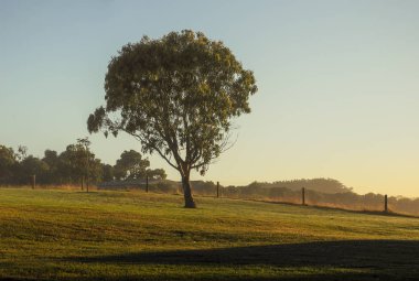 Avustralya kırsalında puslu sabah