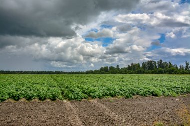 Patateslerin ekildiği tarla. Patatesler açıyor. Yakında bitkileri toplamak için. 