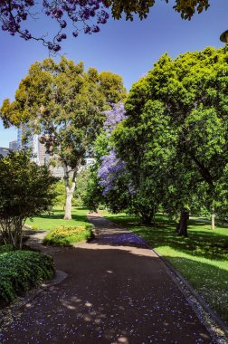 Melbourne botanik bahçesinde Blooming Jacaranda