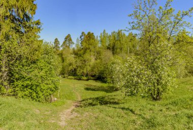 Leningrad bölgesinde Sablinka nehri boyunca bahar yürüyüşü. Sablino doğa rezervi.