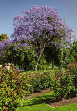 Jacaranda Kraliyet Botanik bahçeleri Melbourne içinde