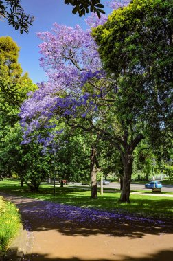 Melbourne botanik bahçesinde Blooming Jacaranda
