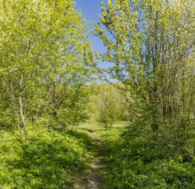Leningrad bölgesinde Sablinka nehri boyunca bahar yürüyüşü. Sablino doğa rezervi.