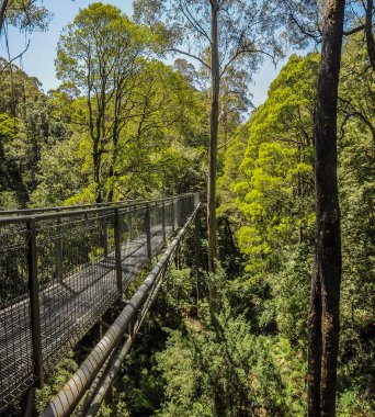 Büyük Otway Milli Parkı. Otway sinek ağaç üst yürüyüş. Apollo Körfezi kasabası nın yakınında, Avustralya ormanlarında ağaçların tepesinde yürüyün. Park Great Otway Milli Parkı'nın alanı 103 km².