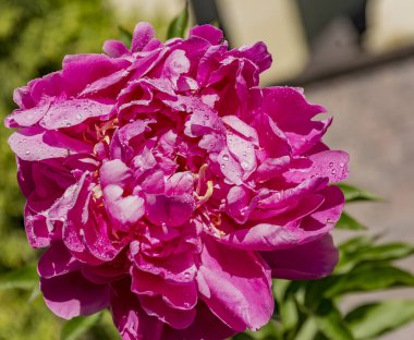 Tapınağın yakınında çiçekli şakayık.  