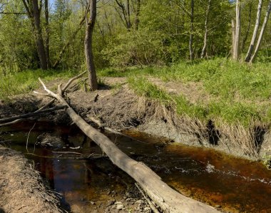 Leningrad bölgesinde Sablinka nehri boyunca bahar yürüyüşü. Sablino doğa rezervi.