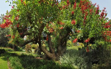 Melbourne Parkları ve Bahçeleri. Avusturalya