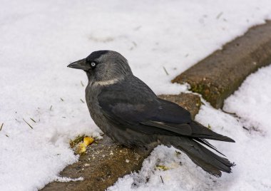 Kuş bir jackdaw onu çim atılan kraker yiyor. 