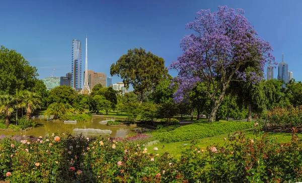 Jacaranda Kraliyet Botanik bahçeleri Melbourne içinde