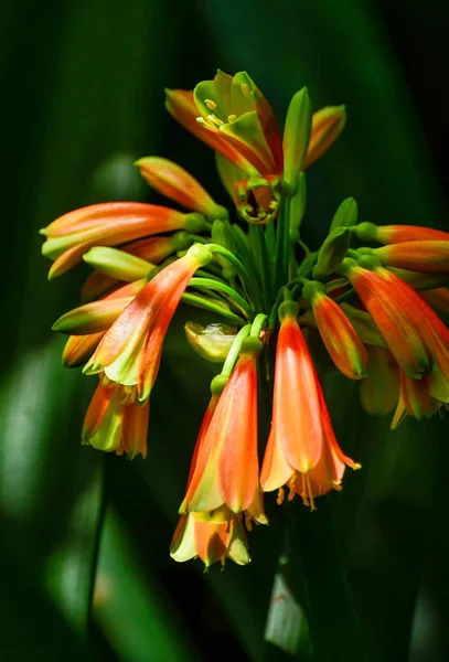Blumen Botanischen Garten Von Melbourne — Stockfoto