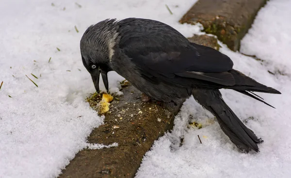 Kuş Bir Jackdaw Onu Çim Atılan Kraker Yiyor — Stok fotoğraf