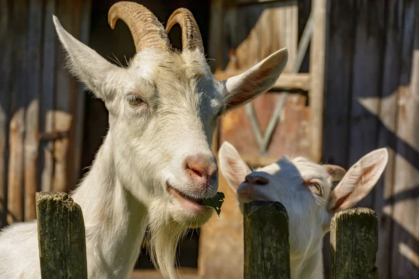 Cute goats at the farm