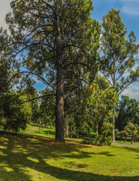 Parcs Jardins Melbourne Australie — Photo