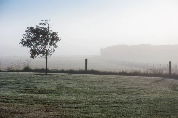 Early summer morning in the countryside of Australia with the fog.