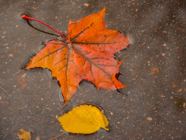 Feuilles Colorées Sur Chaussée Mouillée — Photo