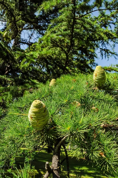 Cones Coniferous Evergreen Trees — Stock Photo, Image