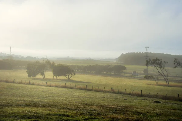 Mattinata Nebbiosa Nella Campagna Australiana — Foto Stock