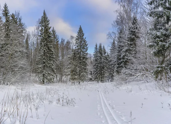 Journée Ensoleillée Hiver Dans Parc Forestier Partout Trouve Neige Blanche — Photo