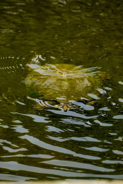 Aquatic Turtle Floating Trick Treating — Stock Photo, Image