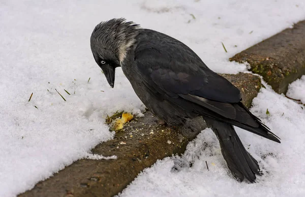 Pájaro Una Grajilla Come Galletas Tiradas Césped — Foto de Stock