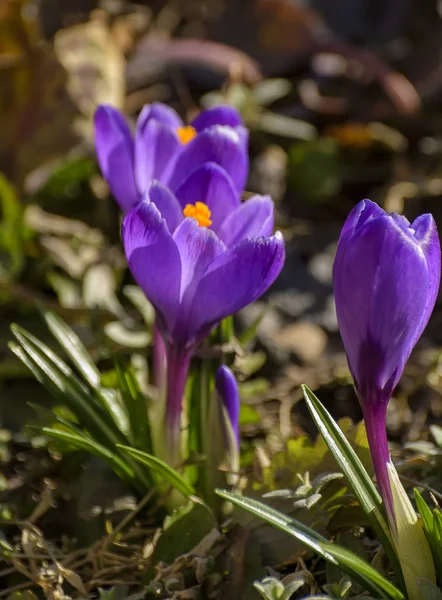 Die Ersten Frühlingslila Blühen Krokusse Garten Petersburg — Stockfoto