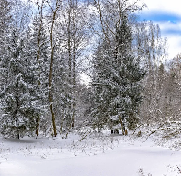 Dia Inverno Ensolarado Parque Florestal Todos Lugares Encontra Neve Branca — Fotografia de Stock