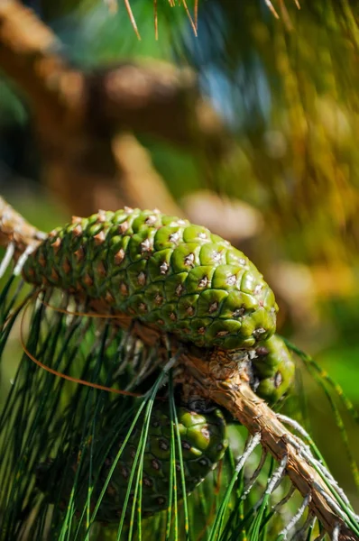 Cones Coniferous Evergreen Trees — Stock Photo, Image