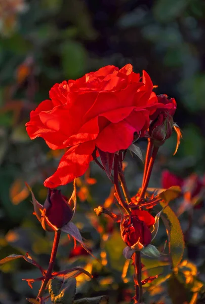 Eine Leuchtend Rote Rose Garten Bei Sonnenuntergang — Stockfoto