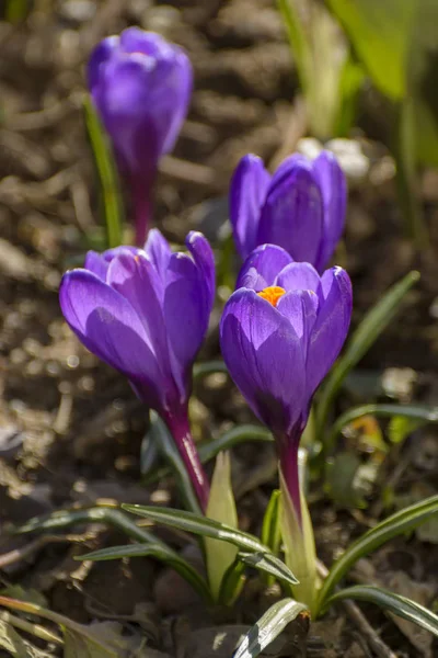 Die Ersten Frühlingslila Blühen Krokusse Garten Petersburg — Stockfoto