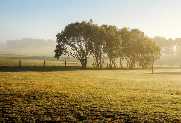 Mattinata Nebbiosa Nella Campagna Australiana — Foto Stock