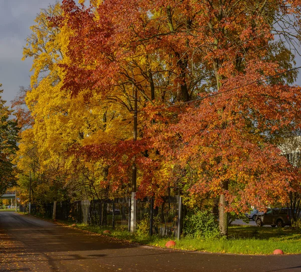 Bunte Bäume Stadtpark Goldenen Herbst — Stockfoto