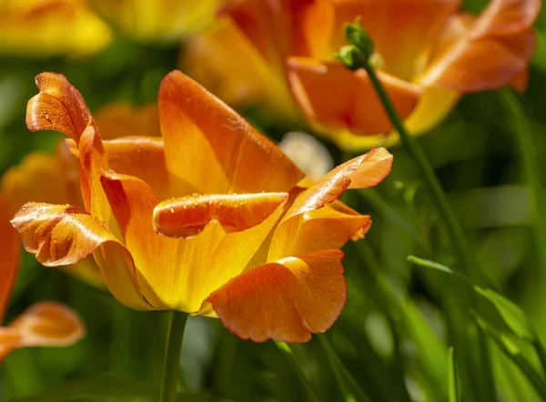 Tulpenfest Peter Auf Der Insel Elagin Mai 2019 — Stockfoto