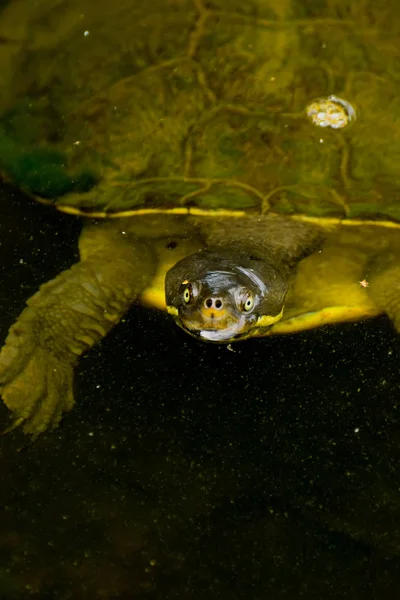 Aquatic Turtle Flytande Trick Eller Behandling — Stockfoto