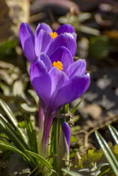 Die Ersten Frühlingslila Blühen Krokusse Garten Petersburg — Stockfoto